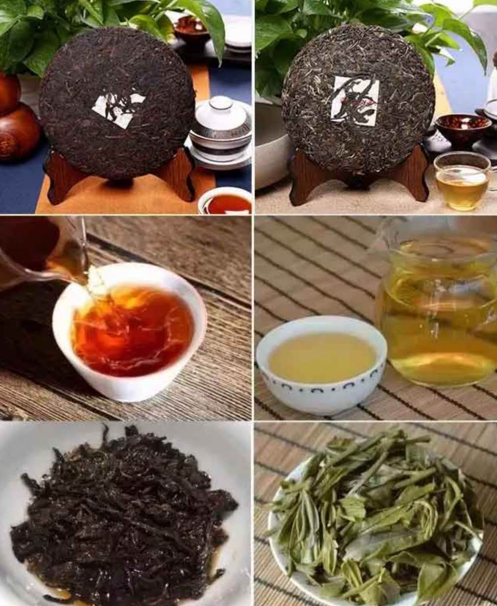 喬木熟茶圖.jpg